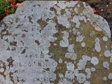 image of grave number 171802